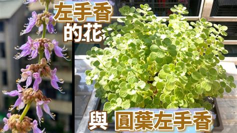 左手香 風水|左手香開花引財運？專家教你佈局